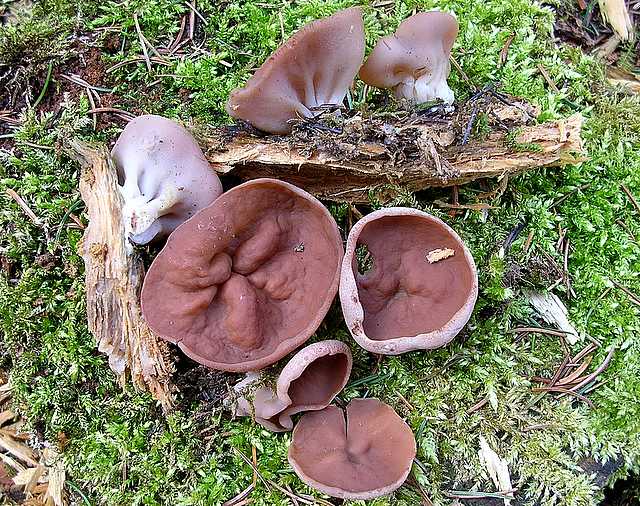 2005 :  Un anno di funghi